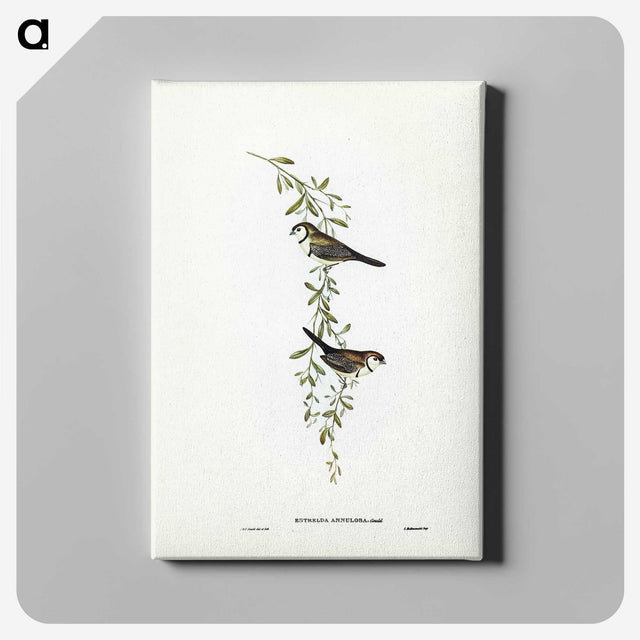 3-57_John-Gould_canvas