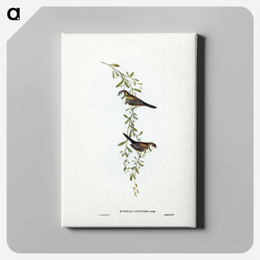 アートパネル-Black-rumped Finch
 - ジョン グールド Canvas.