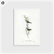 アートポストカード-Black-rumped Finch
 - ジョン グールド Postcard.