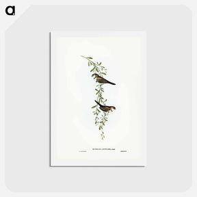 アートポストカード-Black-rumped Finch
 - ジョン グールド Postcard.
