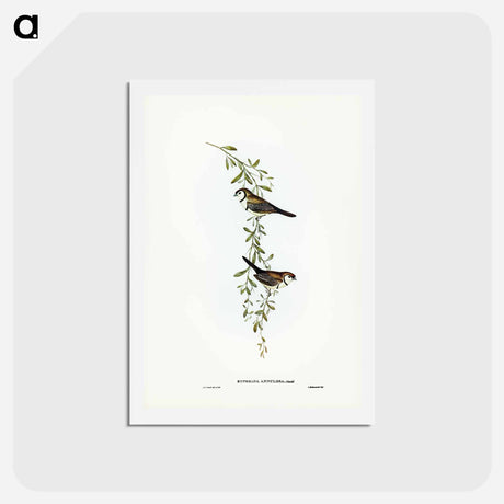 アートポストカード-Black-rumped Finch
 - ジョン グールド Postcard.