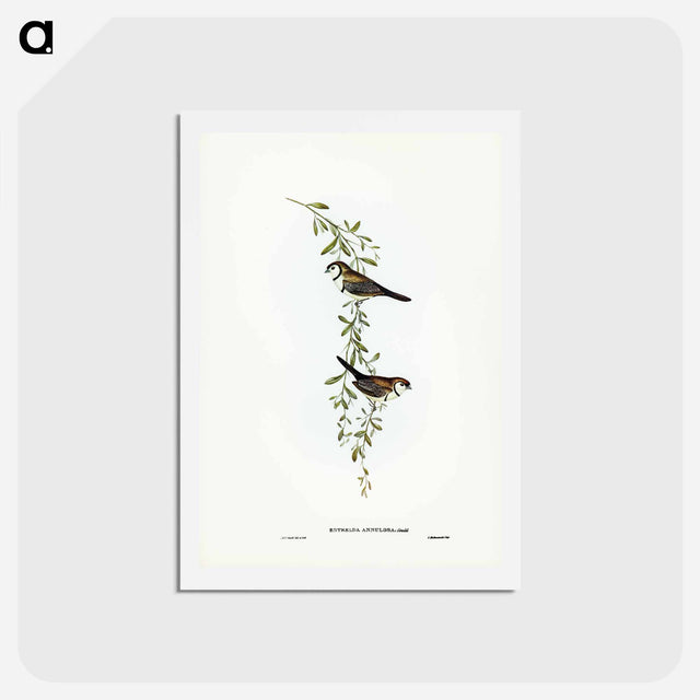アートポストカード-Black-rumped Finch
 - ジョン グールド Postcard.