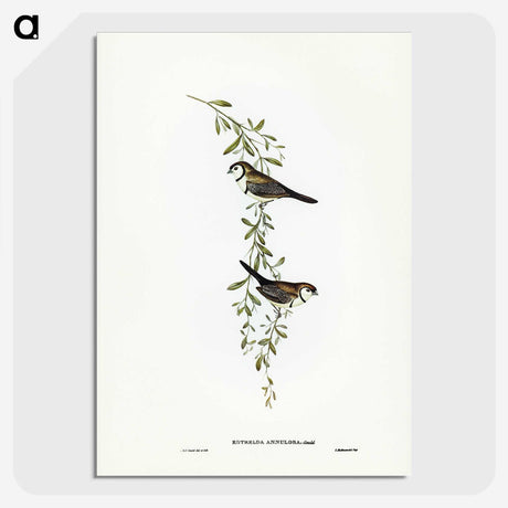 3-57_John-Gould_picture-crop