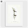 3-57_John-Gould_picture