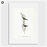 3-57_John-Gould_picture