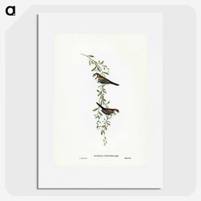3-57_John-Gould_picture
