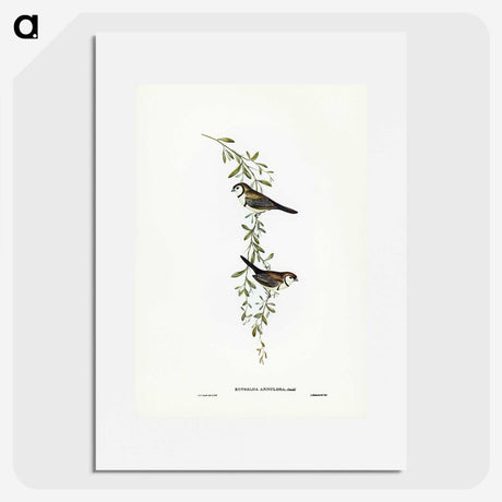 3-57_John-Gould_picture