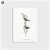 アートポストカード-Black-rumped Finch
 - ジョン グールド Postcard.