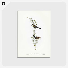 3-57_John-Gould_postcard