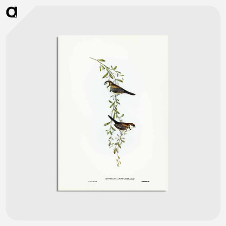 アートポストカード-Black-rumped Finch
 - ジョン グールド Postcard.