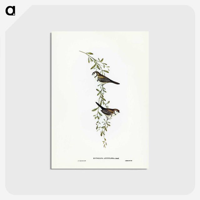 3-57_John-Gould_postcard