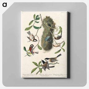 アートパネル-Titmouse Trio
 - ジョン ジェームス オーデュボン Canvas.