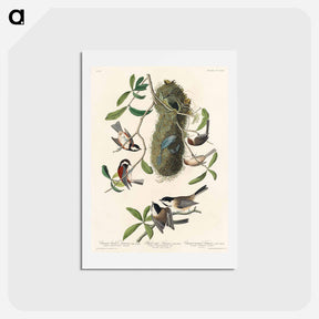 アートポストカード-Titmouse Trio
 - ジョン ジェームス オーデュボン Postcard.