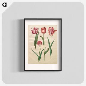 アートポスター-Tulipa Gesneriana
 - マリア ジビーラ メーリアン Poster.