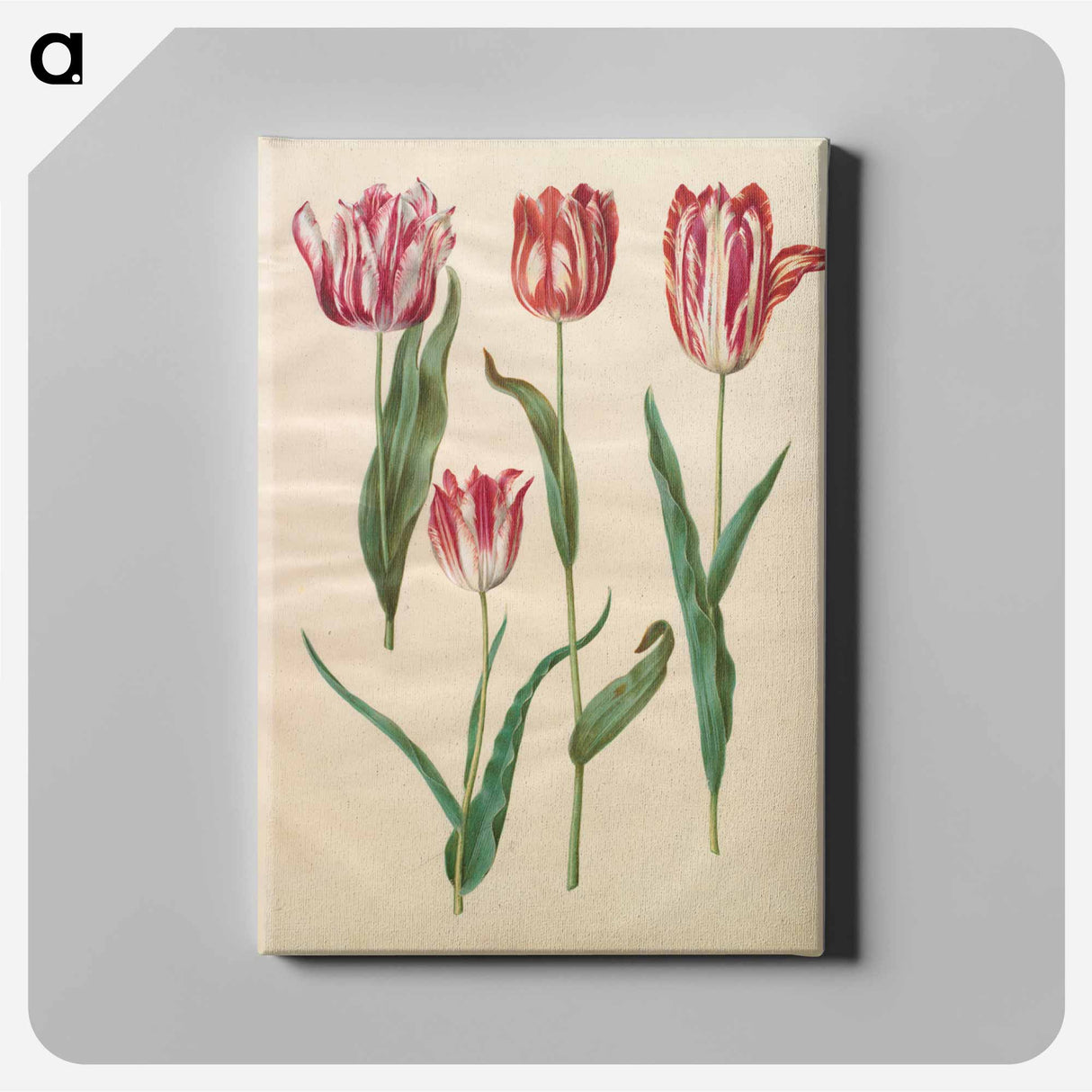 アートパネル-Tulipa Gesneriana
 - マリア ジビーラ メーリアン Canvas.