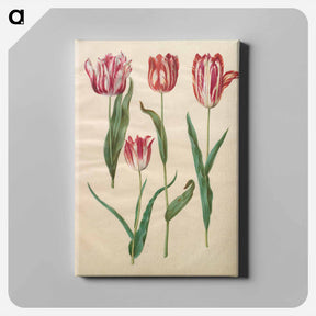 アートパネル-Tulipa Gesneriana
 - マリア ジビーラ メーリアン Canvas.