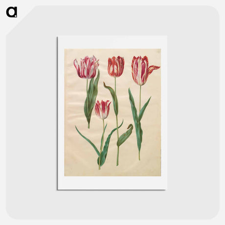 アートポストカード-Tulipa Gesneriana
 - マリア ジビーラ メーリアン Postcard.