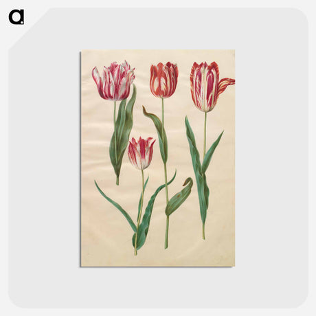 アートポストカード-Tulipa Gesneriana
 - マリア ジビーラ メーリアン Postcard.