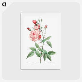 アートポストカード-Old Blush China - ピエール ジョゼフ ルドゥーテ Postcard.