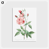 アートポストカード-Old Blush China - ピエール ジョゼフ ルドゥーテ Postcard.