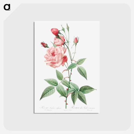 アートポストカード-Old Blush China - ピエール ジョゼフ ルドゥーテ Postcard.