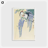 アートポストカード-Swallows and Wisteria
 - セントルイス美術館 Postcard.