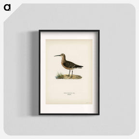 アートポスター-Curlew Sandpiper
 - スヴェンスカ フォグラル Poster.