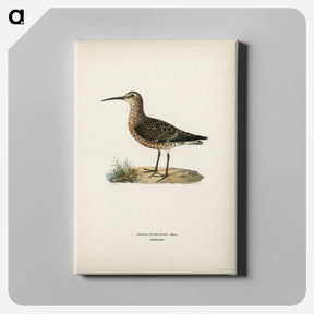 アートパネル-Curlew Sandpiper
 - スヴェンスカ フォグラル Canvas.