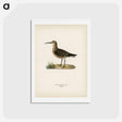 アートポストカード-Curlew Sandpiper
 - スヴェンスカ フォグラル Postcard.