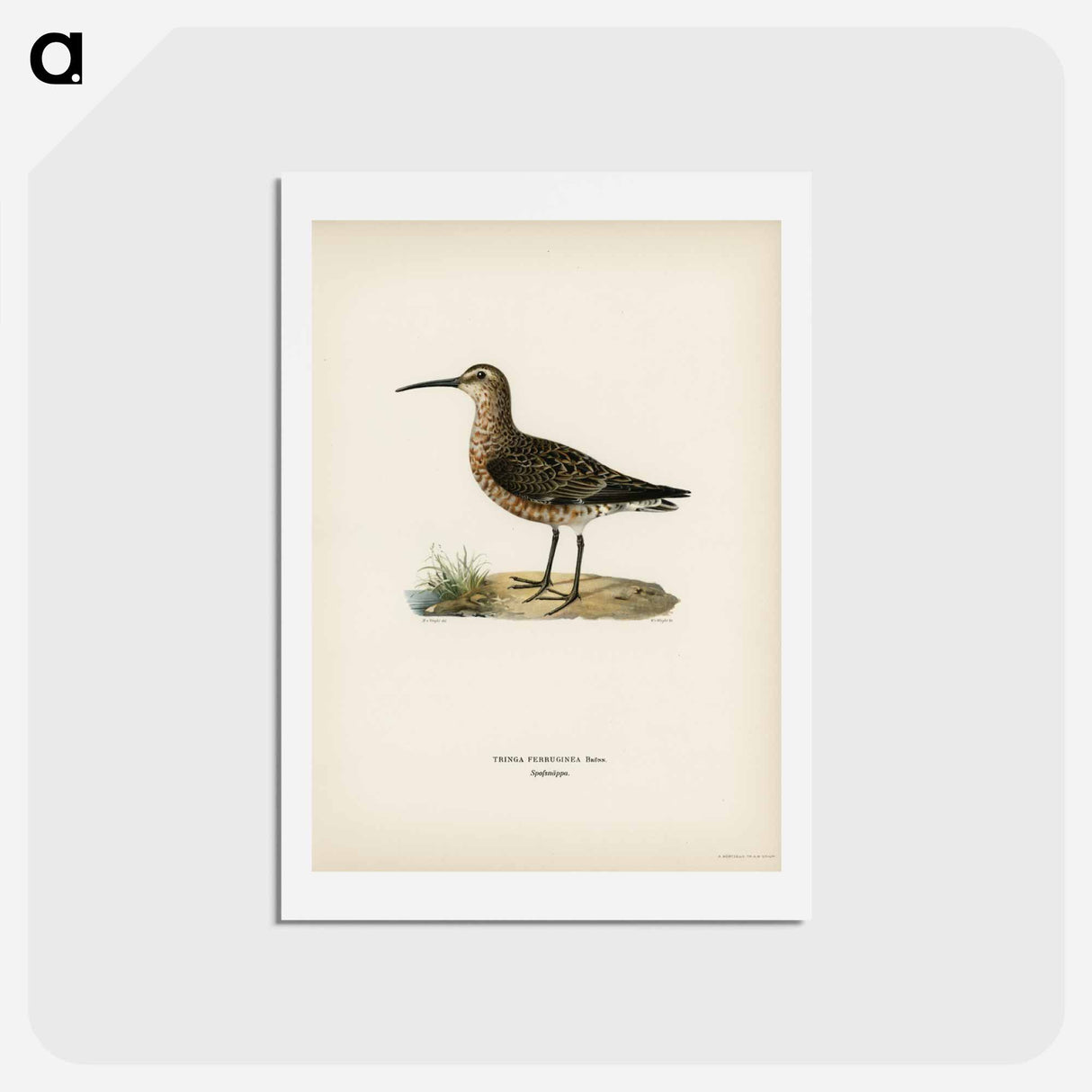 アートポストカード-Curlew Sandpiper
 - スヴェンスカ フォグラル Postcard.