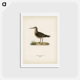 アートポストカード-Curlew Sandpiper
 - スヴェンスカ フォグラル Postcard.