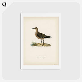 アートポストカード-Curlew Sandpiper
 - スヴェンスカ フォグラル Postcard.