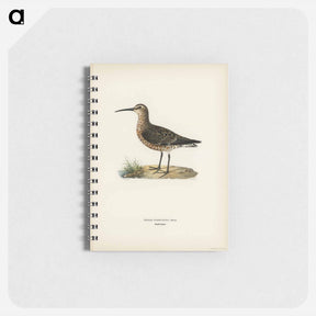 アートメモ帳-Curlew Sandpiper
 - スヴェンスカ フォグラル Memo.