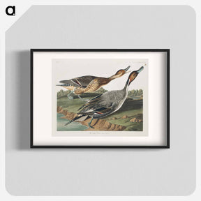 アートポスター-Pin-Tailed Duck from Birds of America
 - アメリカの鳥たち Poster.