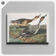 アートパネル-Pin-Tailed Duck from Birds of America
 - アメリカの鳥たち Canvas.