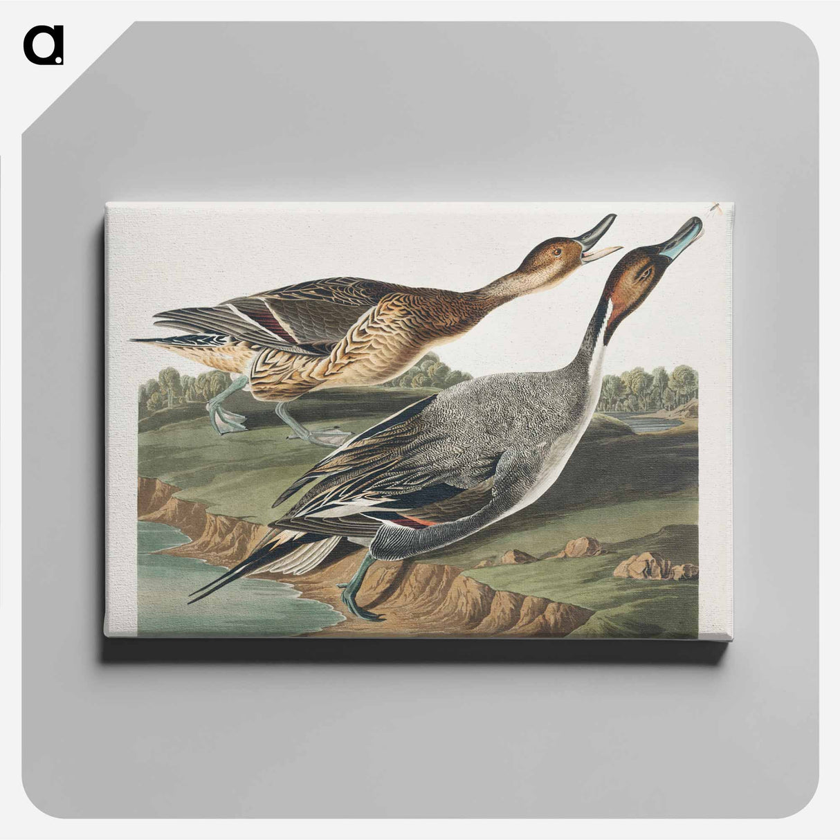 アートパネル-Pin-Tailed Duck from Birds of America
 - アメリカの鳥たち Canvas.
