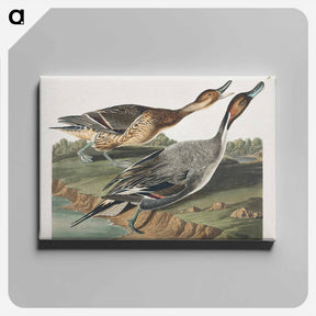 アートパネル-Pin-Tailed Duck from Birds of America
 - アメリカの鳥たち Canvas.