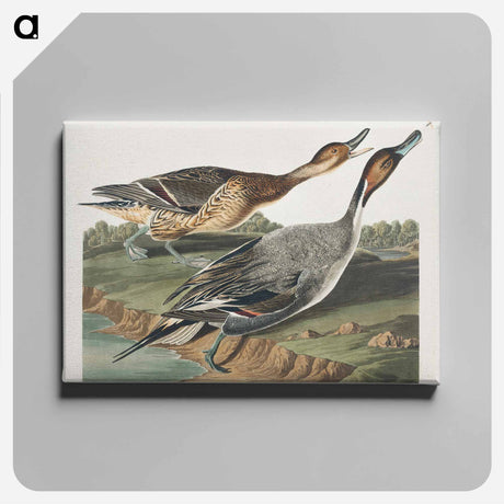 アートパネル-Pin-Tailed Duck from Birds of America
 - アメリカの鳥たち Canvas.