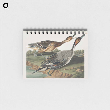 アートメモ帳-Pin-Tailed Duck from Birds of America
 - アメリカの鳥たち Memo.
