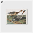 アートポストカード-Pin-Tailed Duck from Birds of America
 - アメリカの鳥たち Postcard.