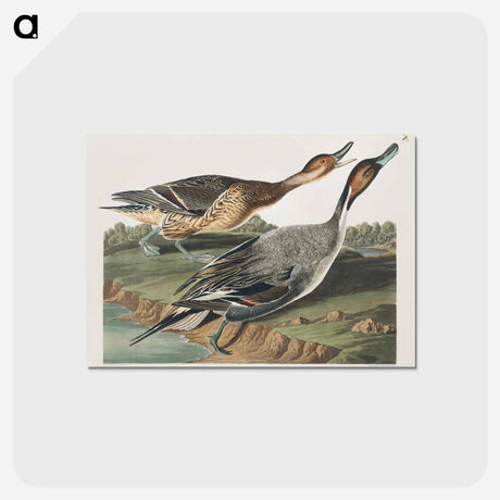 アートポストカード-Pin-Tailed Duck from Birds of America
 - アメリカの鳥たち Postcard.