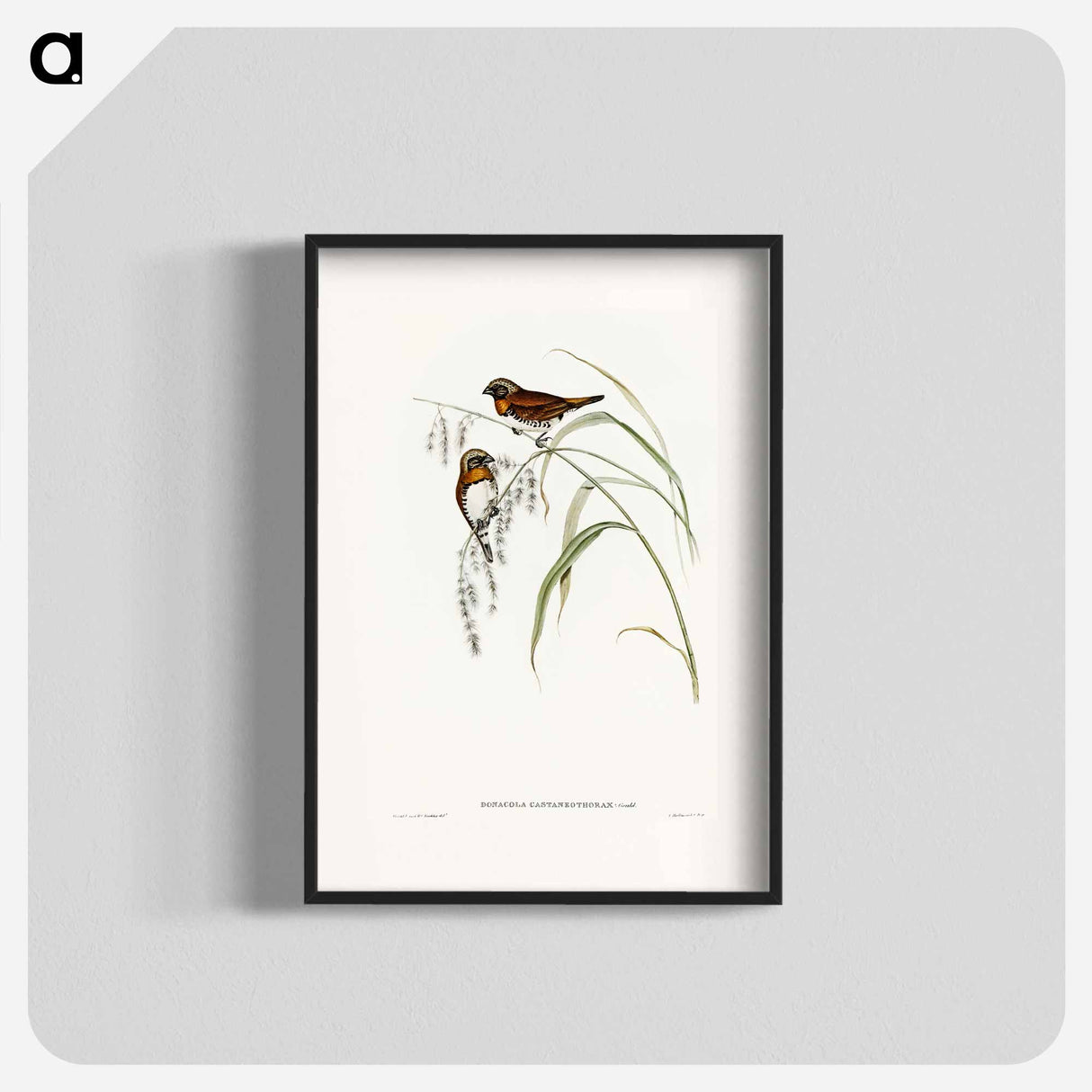 Chestnut-breasted Finch
 - オーストラリアの鳥 Poster.