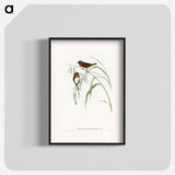 Chestnut-breasted Finch
 - オーストラリアの鳥 Poster.