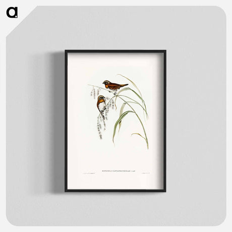 アートポスター-Chestnut-breasted Finch
 - オーストラリアの鳥 Poster.