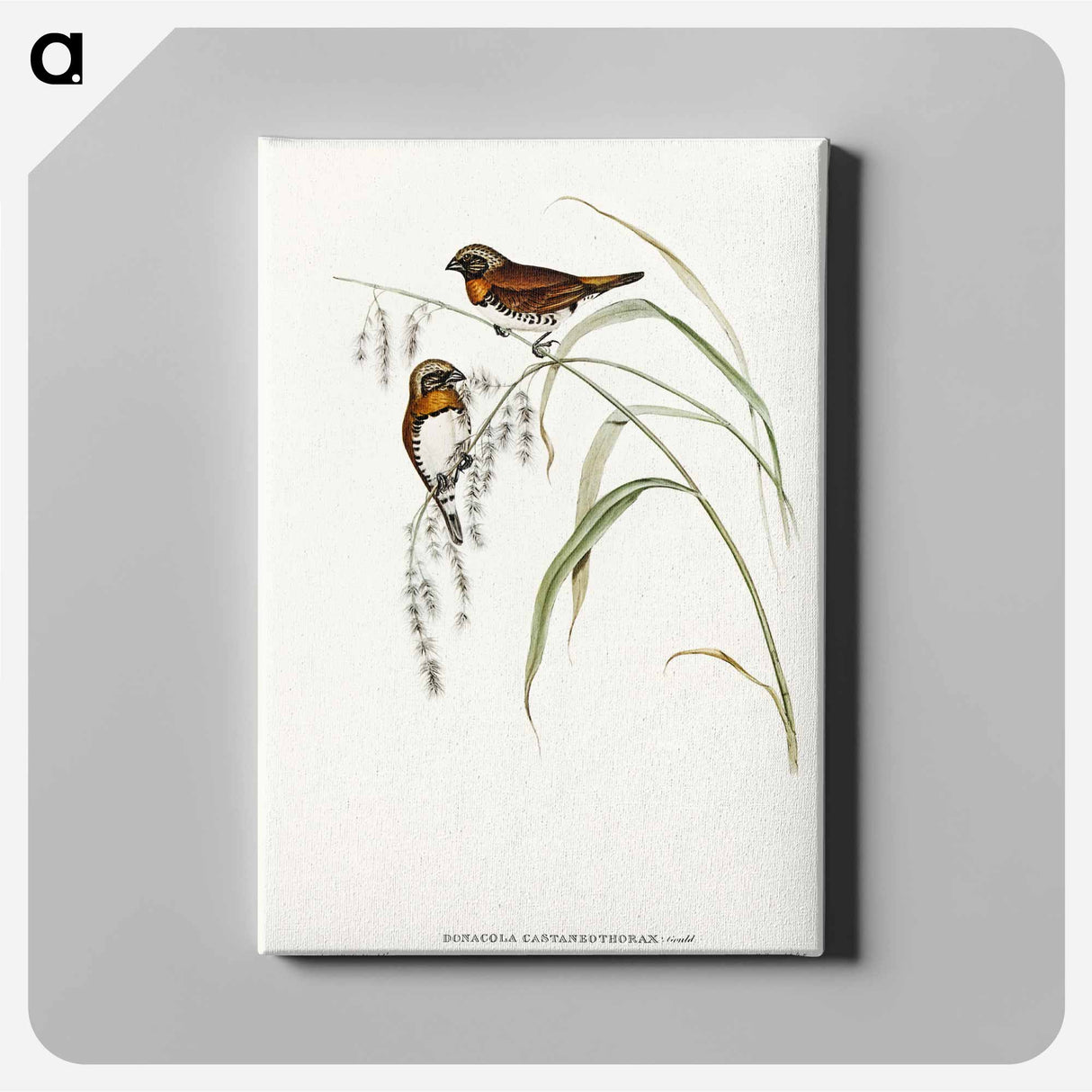 アートパネル-Chestnut-breasted Finch
 - オーストラリアの鳥 Canvas.