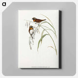 アートパネル-Chestnut-breasted Finch
 - オーストラリアの鳥 Canvas.