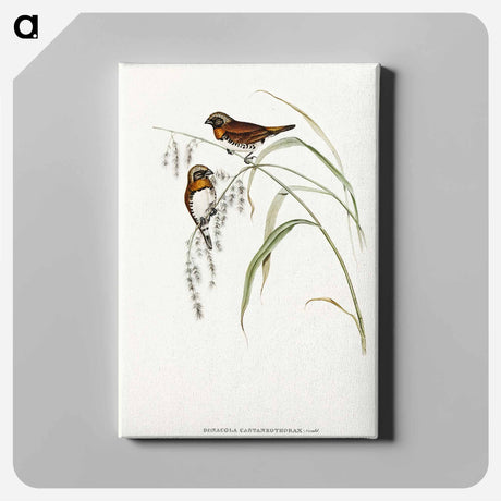 アートパネル-Chestnut-breasted Finch
 - オーストラリアの鳥 Canvas.
