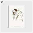 アートポストカード-Chestnut-breasted Finch
 - オーストラリアの鳥 Postcard.