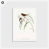 アートポストカード-Chestnut-breasted Finch
 - オーストラリアの鳥 Postcard.