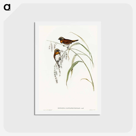 アートポストカード-Chestnut-breasted Finch
 - オーストラリアの鳥 Postcard.